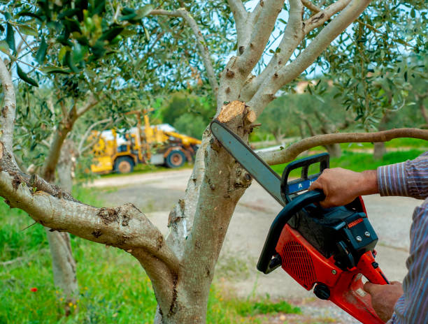 Best Tree Clearing Services  in USA